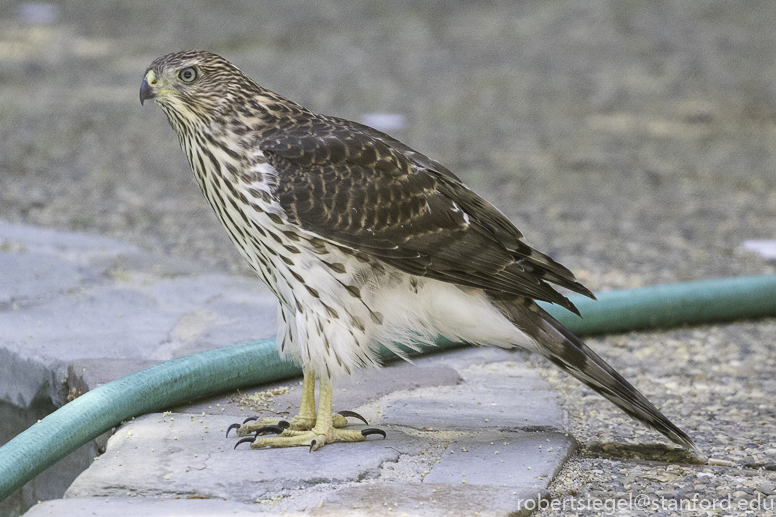 cooper's hawk'